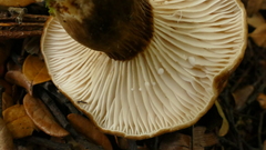 Lactifluus sepiaceus