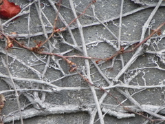 Hedera