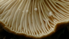 Lactifluus sepiaceus