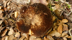 Lactifluus sepiaceus