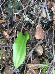 Lilieae