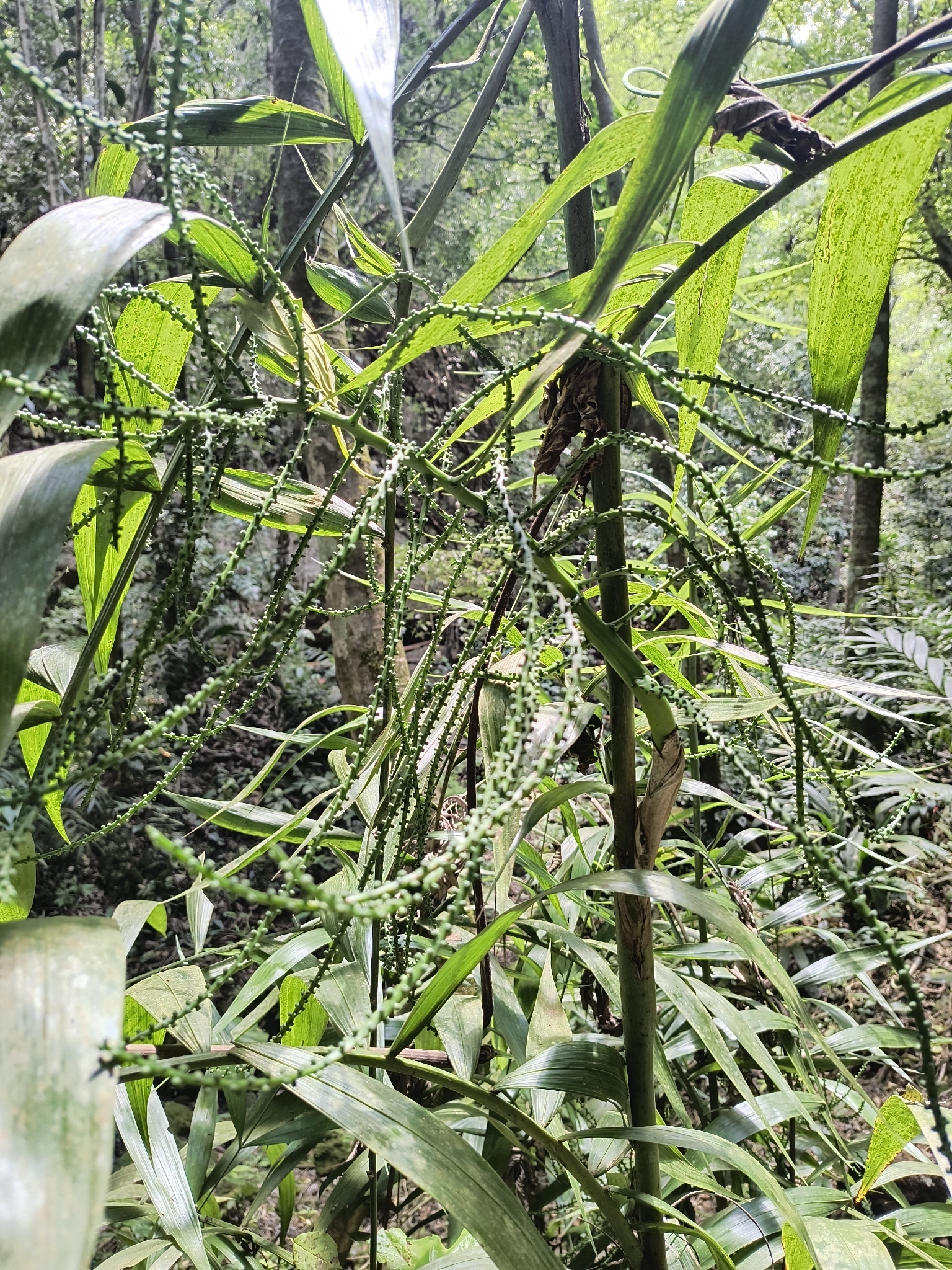 Bamboo palm