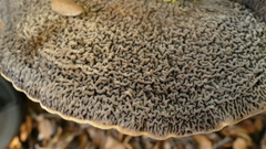 Lactifluus sepiaceus