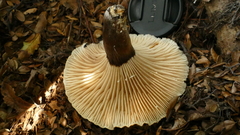 Lactifluus sepiaceus