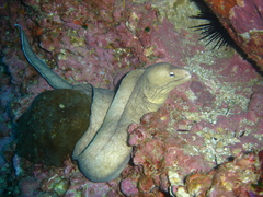 Gymnothorax nubilus