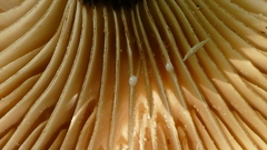 Lactifluus sepiaceus