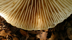 Lactifluus sepiaceus