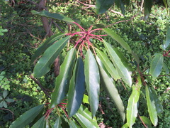 Daphniphyllum macropodum