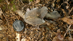 Lactifluus sepiaceus