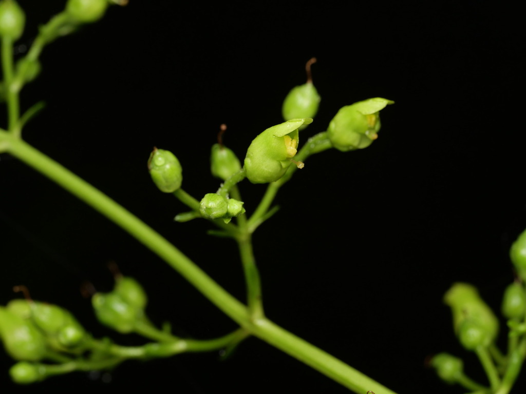 Scrophularia smithii; photograph (c) Borja Fierro, some rights reserved (CC BY)