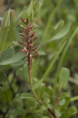 Salix fuscescens