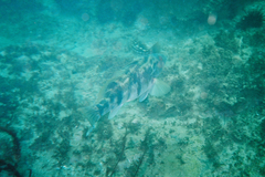 Paralabrax nebulifer