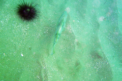 Paralabrax nebulifer