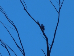 Melanerpes carolinus