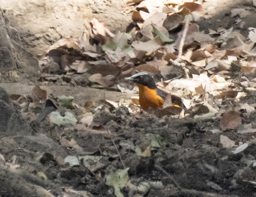 White-crowned Robin-Chat (Cossypha albicapillus), photo 4