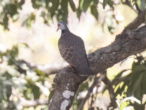 Adamawa Turtle Dove (Streptopelia hypopyrrha), photo 8