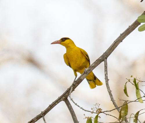 African Golden Oriole (Oriolus auratus), photo 1