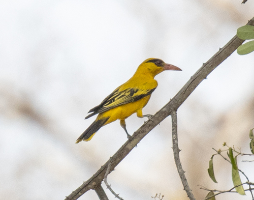 African Golden Oriole (Oriolus auratus), photo 2