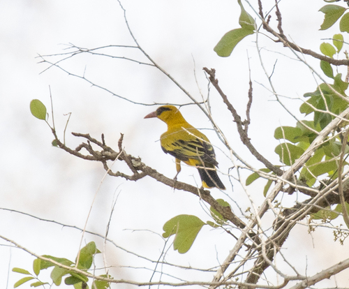 African Golden Oriole (Oriolus auratus), photo 10