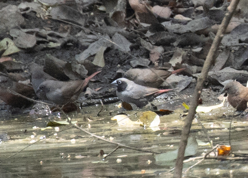 Black-faced Firefinch (Lagonosticta larvata), photo 2