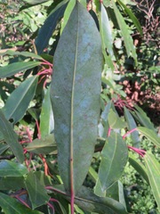 Daphniphyllum macropodum