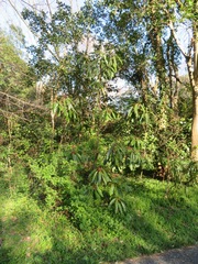 Daphniphyllum macropodum