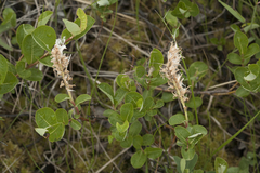 Salix fuscescens