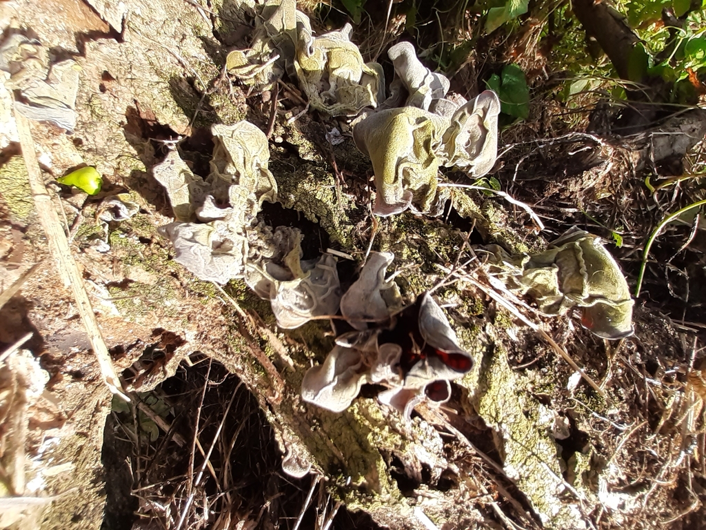 Auricularia cornea · April 2026 · photo: © eleanor_bissell (iNaturalist, cc-by)