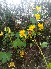 Tropaeolum seemannii