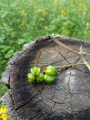 Tropaeolum seemannii
