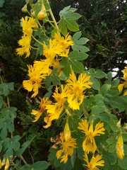 Tropaeolum seemannii