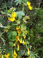 Tropaeolum seemannii