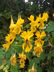 Tropaeolum seemannii