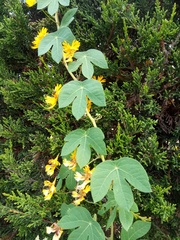 Tropaeolum seemannii