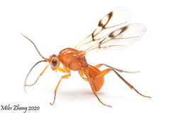 Belonocnema fossoria