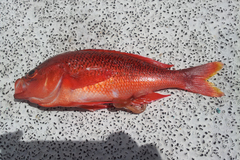 Threadfin Bass photo 2