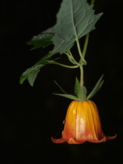 Canarina canariensis, photograph (c) Borja Fierro, some rights reserved (CC BY)