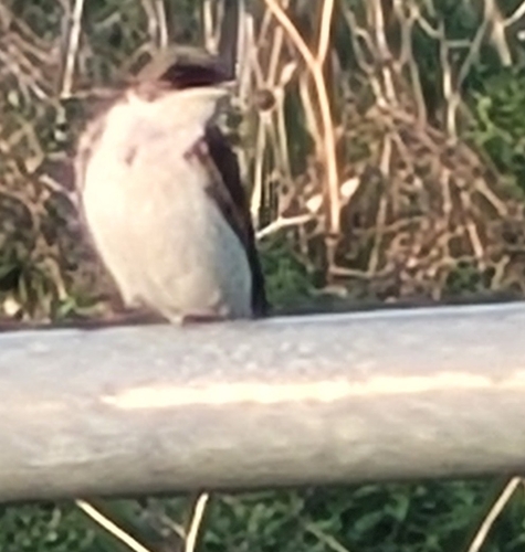 Tree Swallow