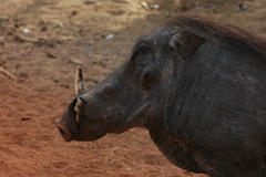 Phacochoerus africanus africanus