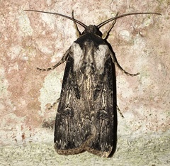 Agrotis malefida
