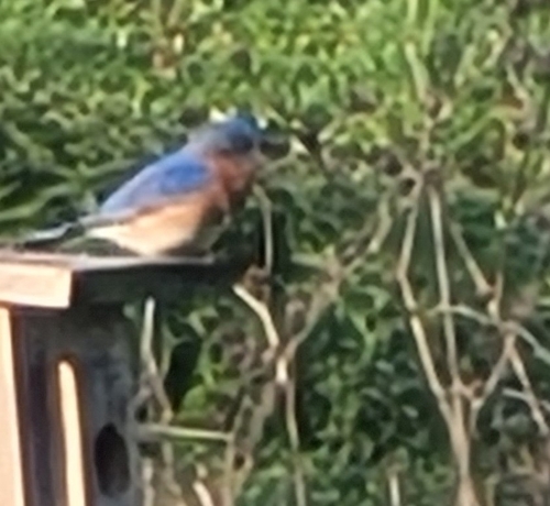 Eastern Bluebird