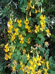 Tropaeolum seemannii