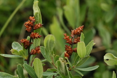 Myrica gale tomentosa