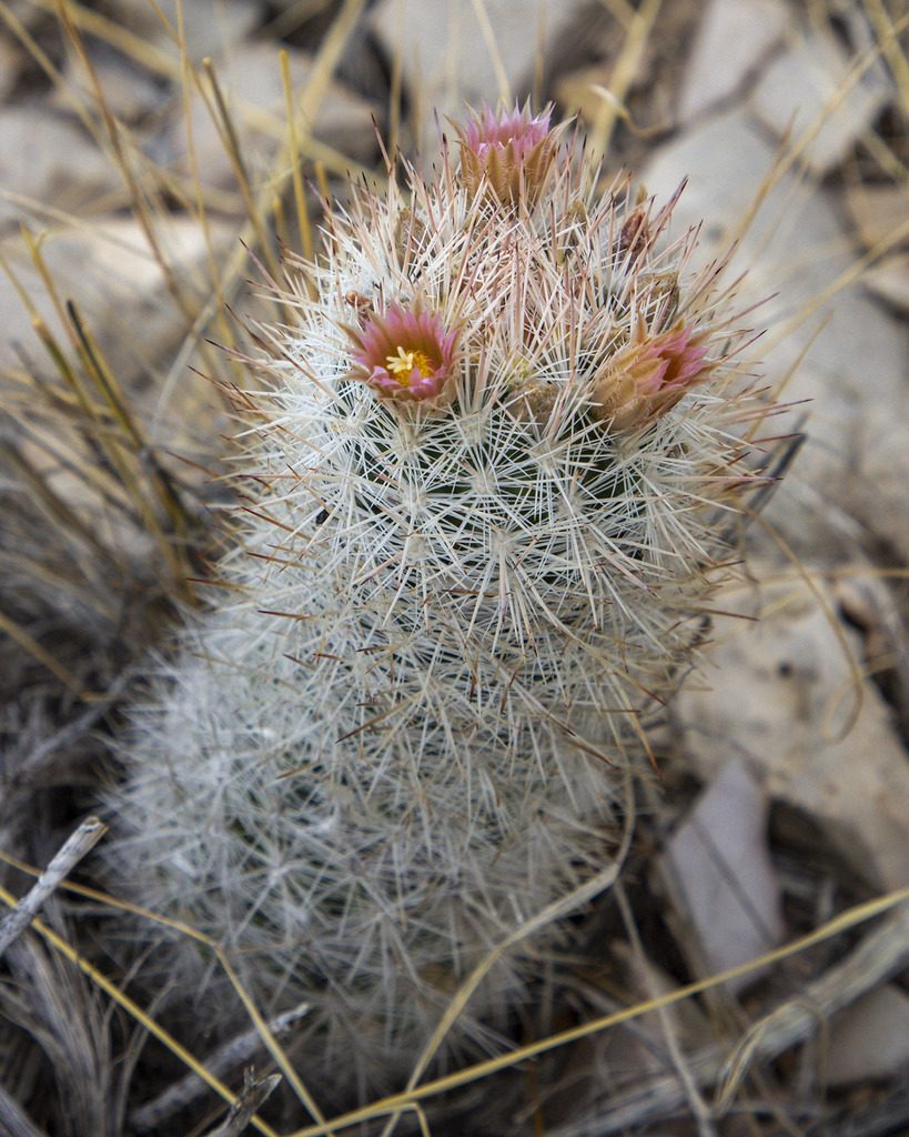 Column Foxtail Cactus