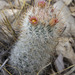 Column Foxtail Cactus - Photo (c) Gary Nored, some rights reserved (CC BY-NC), uploaded by Gary Nored