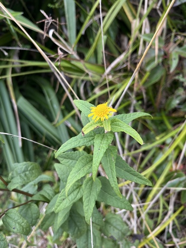 Leptocarpha rivularis, photograph 1
