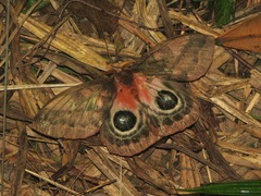 Automeris postalbida