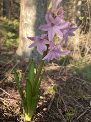 Hyacinthus
