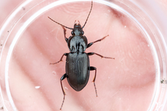 Pterostichus mutus