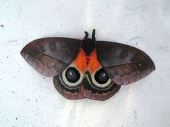 Automeris postalbida